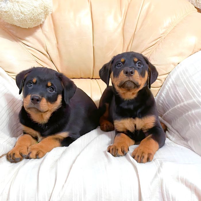 Крупні цуценята, хлопці і дівчата.