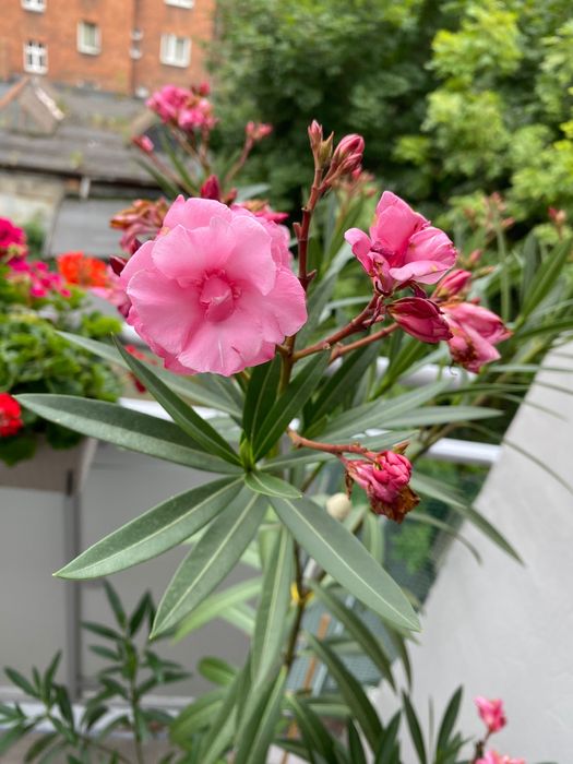 Oleander duży różowy pełny