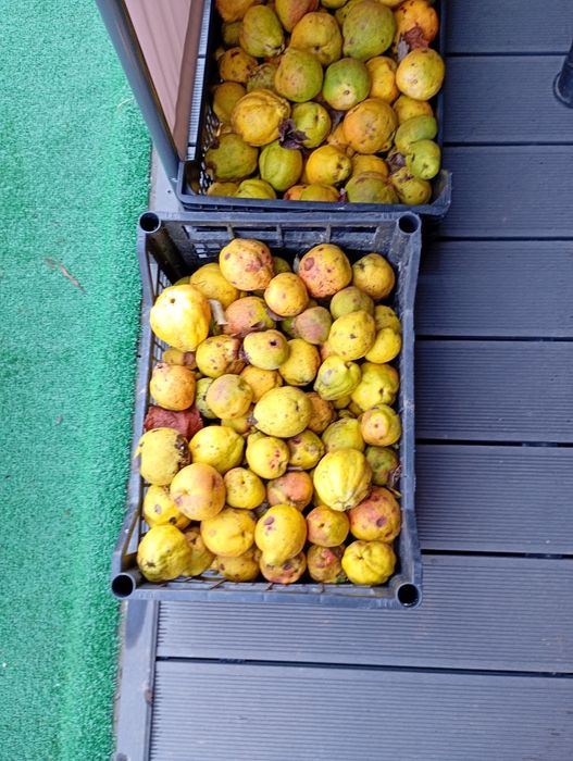 Pigwowiec soki nalewki