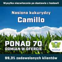 Kukurydza KWS Camillo F1, C1, opak. 50 tys.n. | dlaroslin.pl