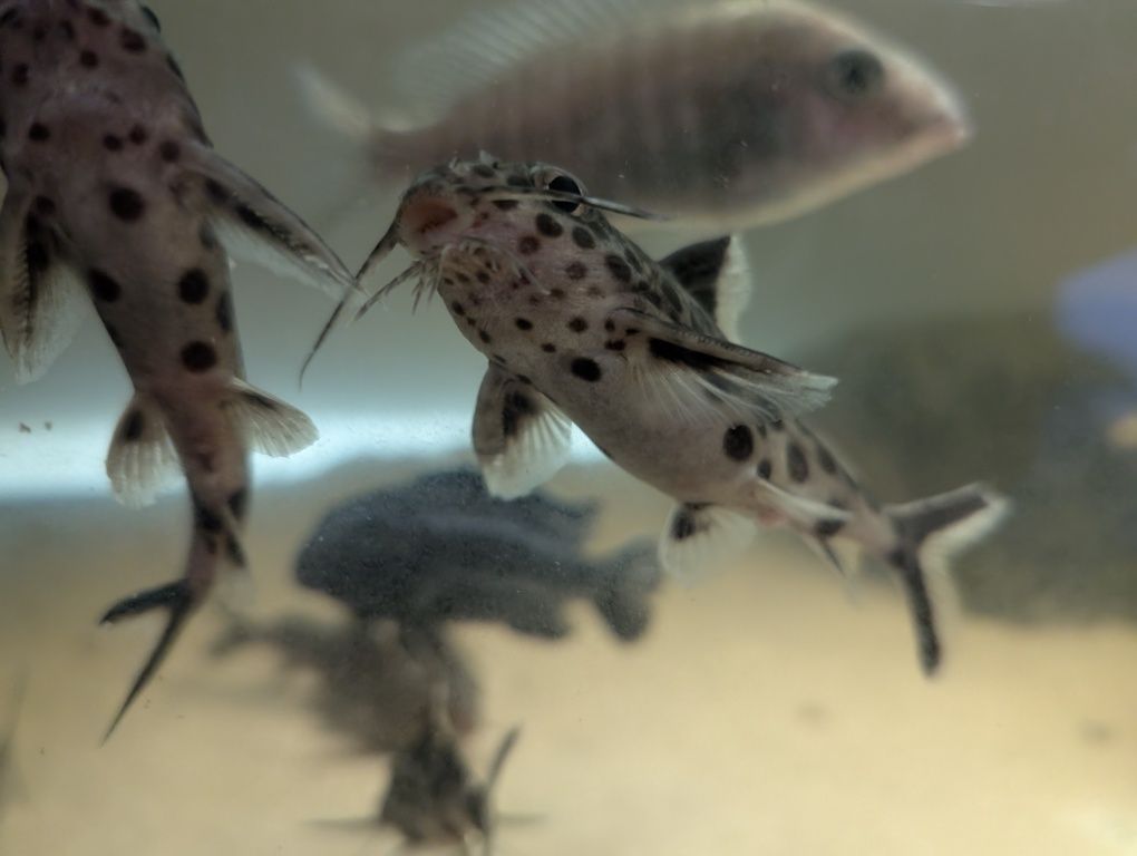 Synodontis multipunctatus