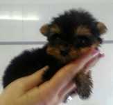 Yorkshire terrier