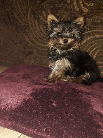 Yorkshire terrier suczka mini