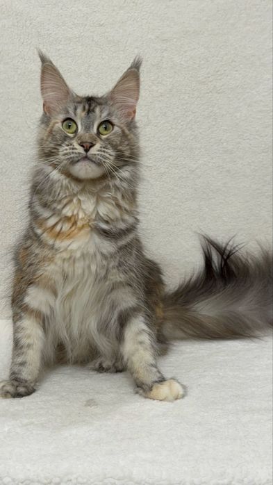 Дівчата в гарну сім»ю