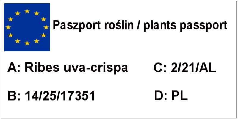 Agrest pienny, agrest na pniu -różne odmiany, czerwony, zielony,