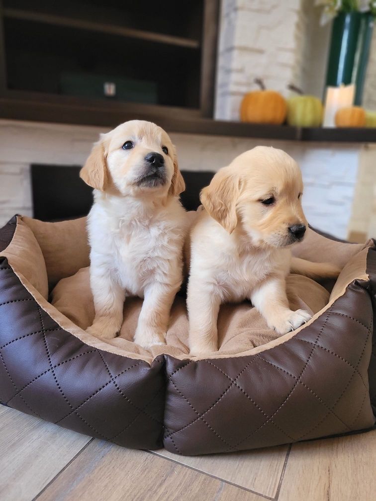 Golden Retriever gotowe do odbioru
