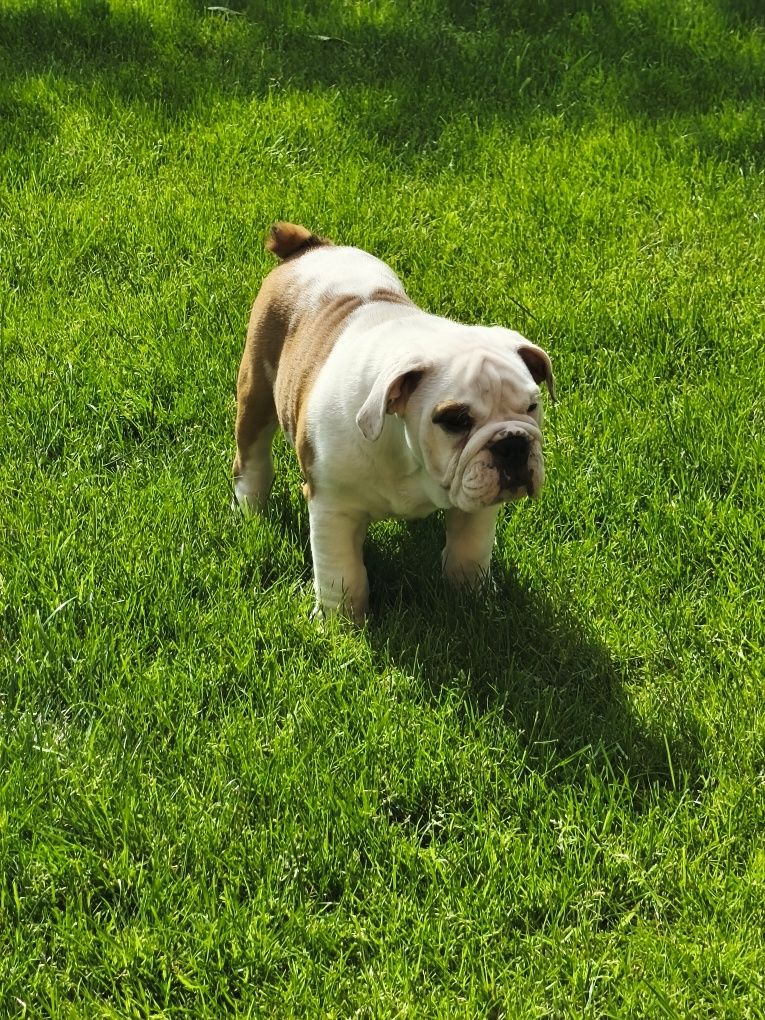 Buldog Angielski ZKwP FCI