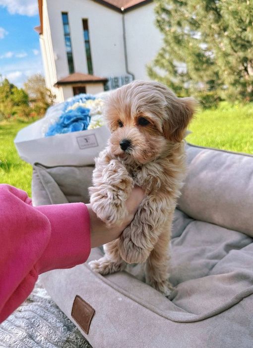 Maltipoo собака • мальтіпу міні ф1 – дитяча любов
