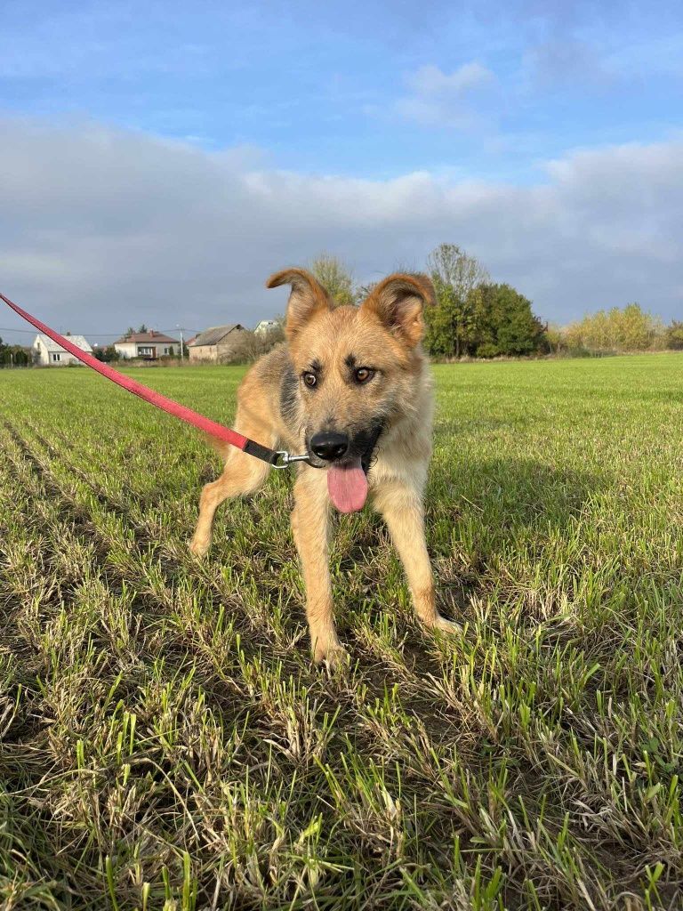 Wspaniały piesio George gotowy do adopcji