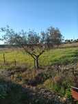 Podas de oliveiras