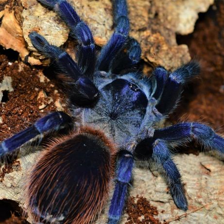 Красивый паук птицеед для новичков синий самка