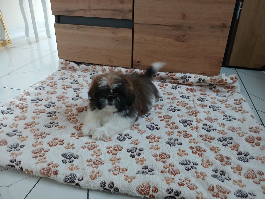 Piesek Shih-tzu z Rodowodem