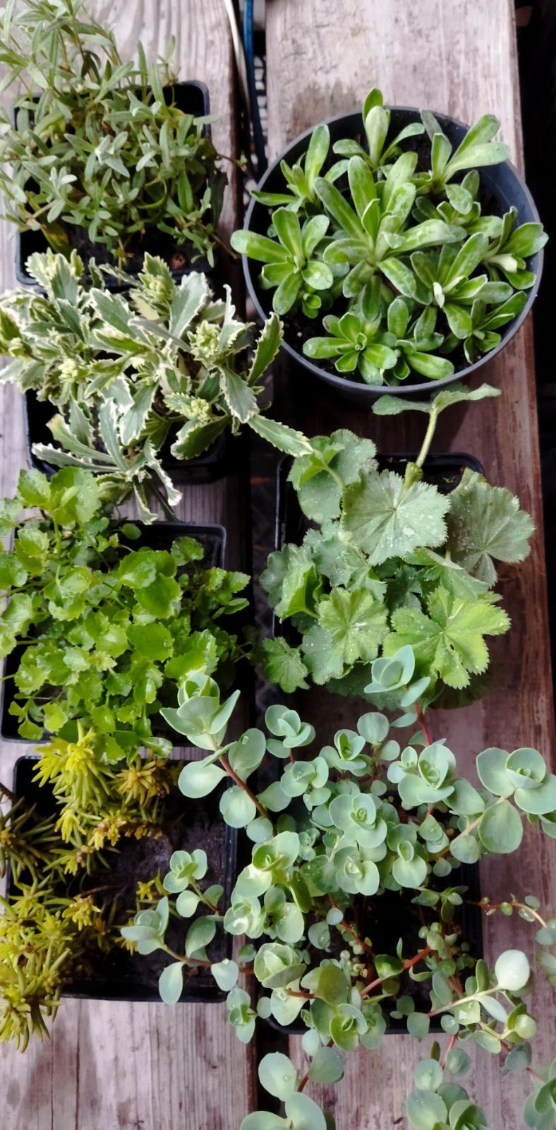 Грунтопокривні рослини для Вашого саду