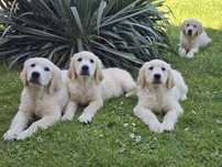 Golden retriever  przepiękne szczenięta z Rodowodem FCI ! Do odbioru!!