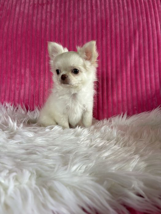 Chihuahua  przepiękny mini piesek Nico