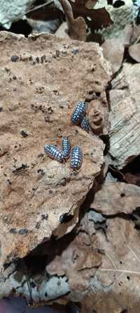 Armadillidium werneri równonogi, izopody