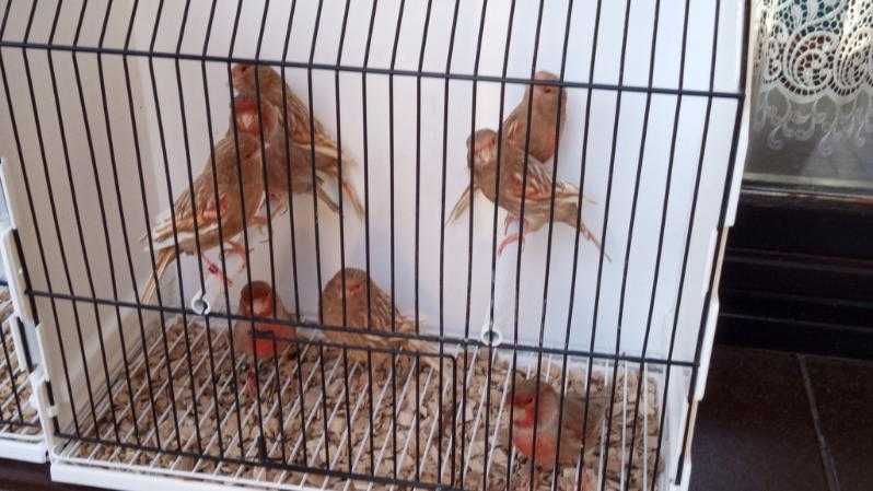 Kanarki Pheo mozaika czerwona 2024 i 2025