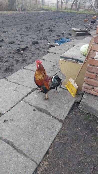 Продам молодих півнів ( кугут)