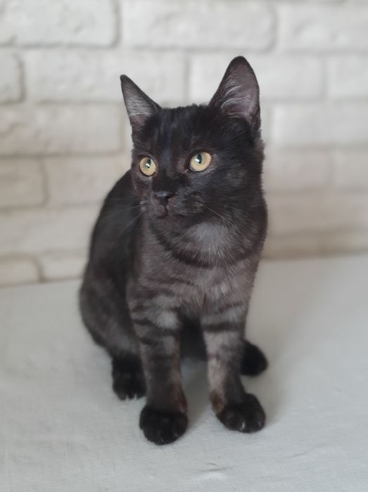 Прилаштовується киця