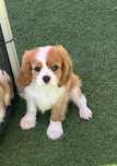 Cavalier King Charles spainel