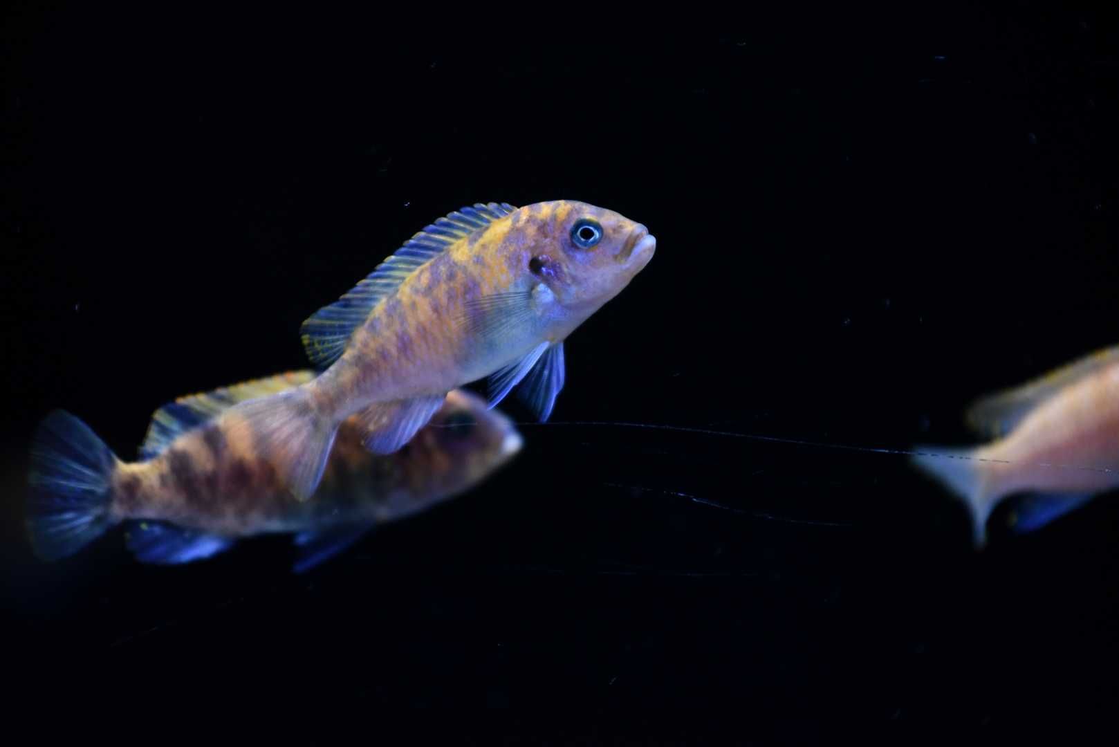 Pyszczaki Malawi Metriaclima Estherae (Minos Reef) polecam !!