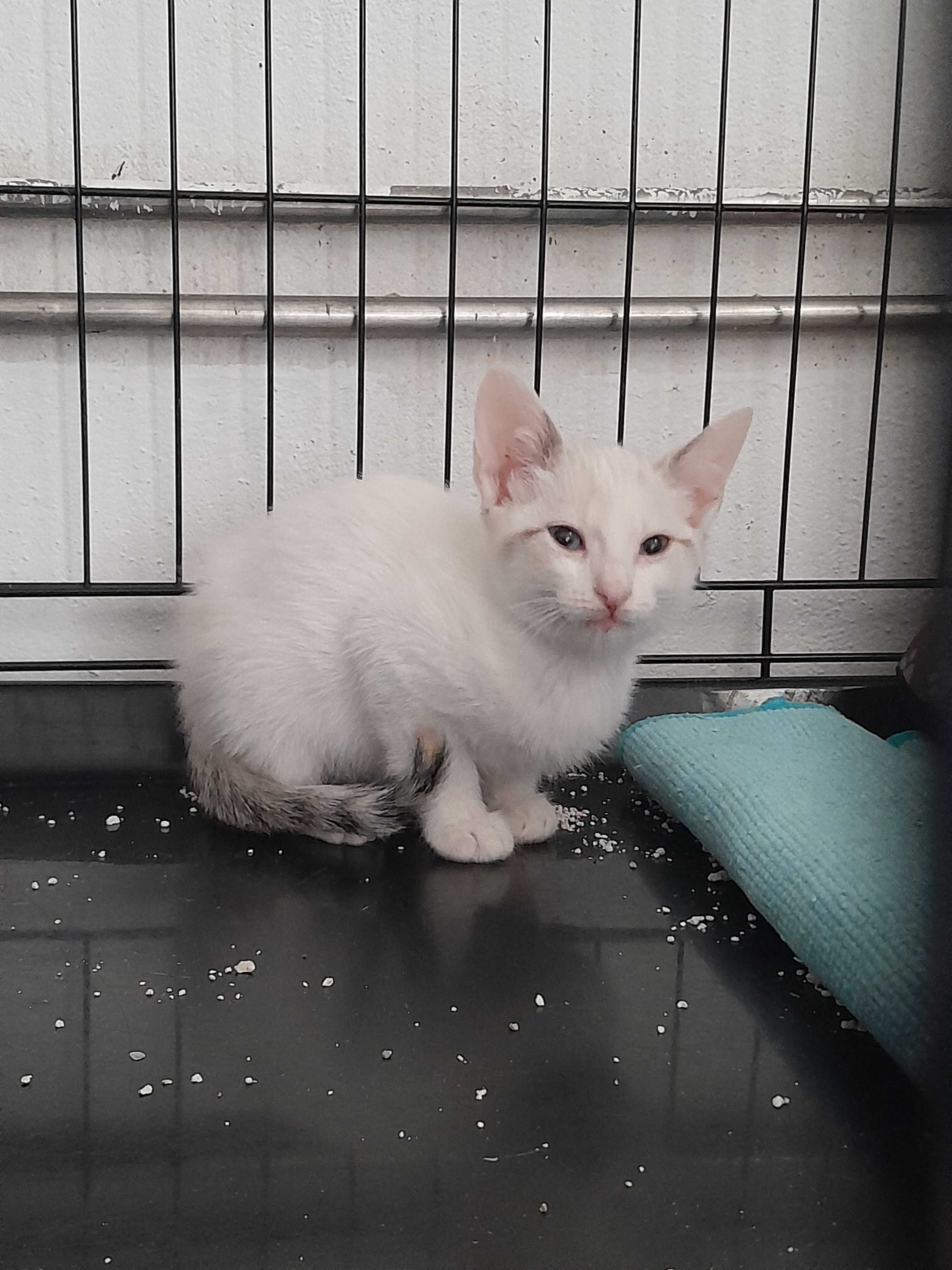 Gatos bebés para adoção consciente