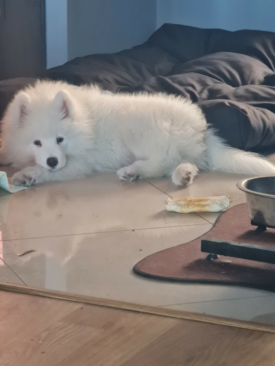 Szczeniak samoyed !