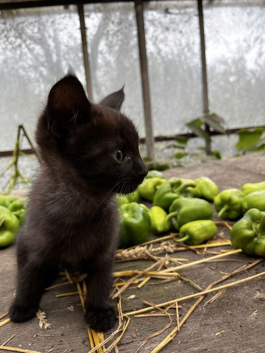 Віддам кошенят у хороші руки