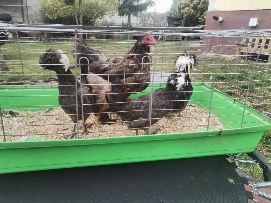 Bialoczuby holenderskie brahma