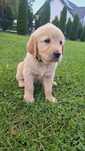 Golden Retriever piesek  do rezerwacji