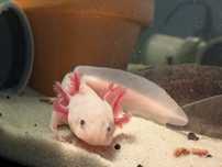 Axolote black com cerca de 10 cm