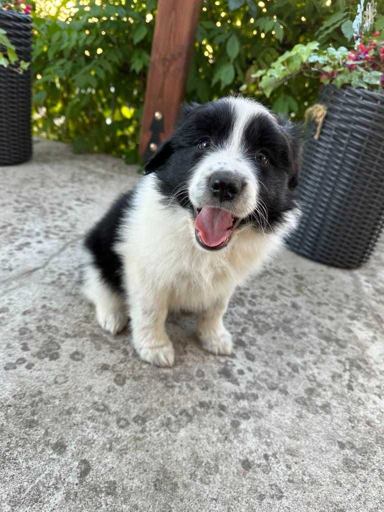 Border Collie szczeniak