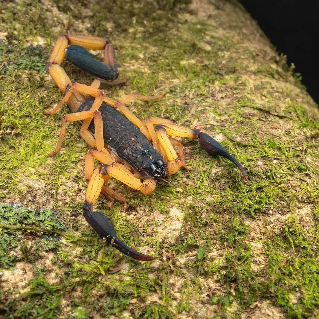 Скорпіони Centruroides bicolor малюки л1