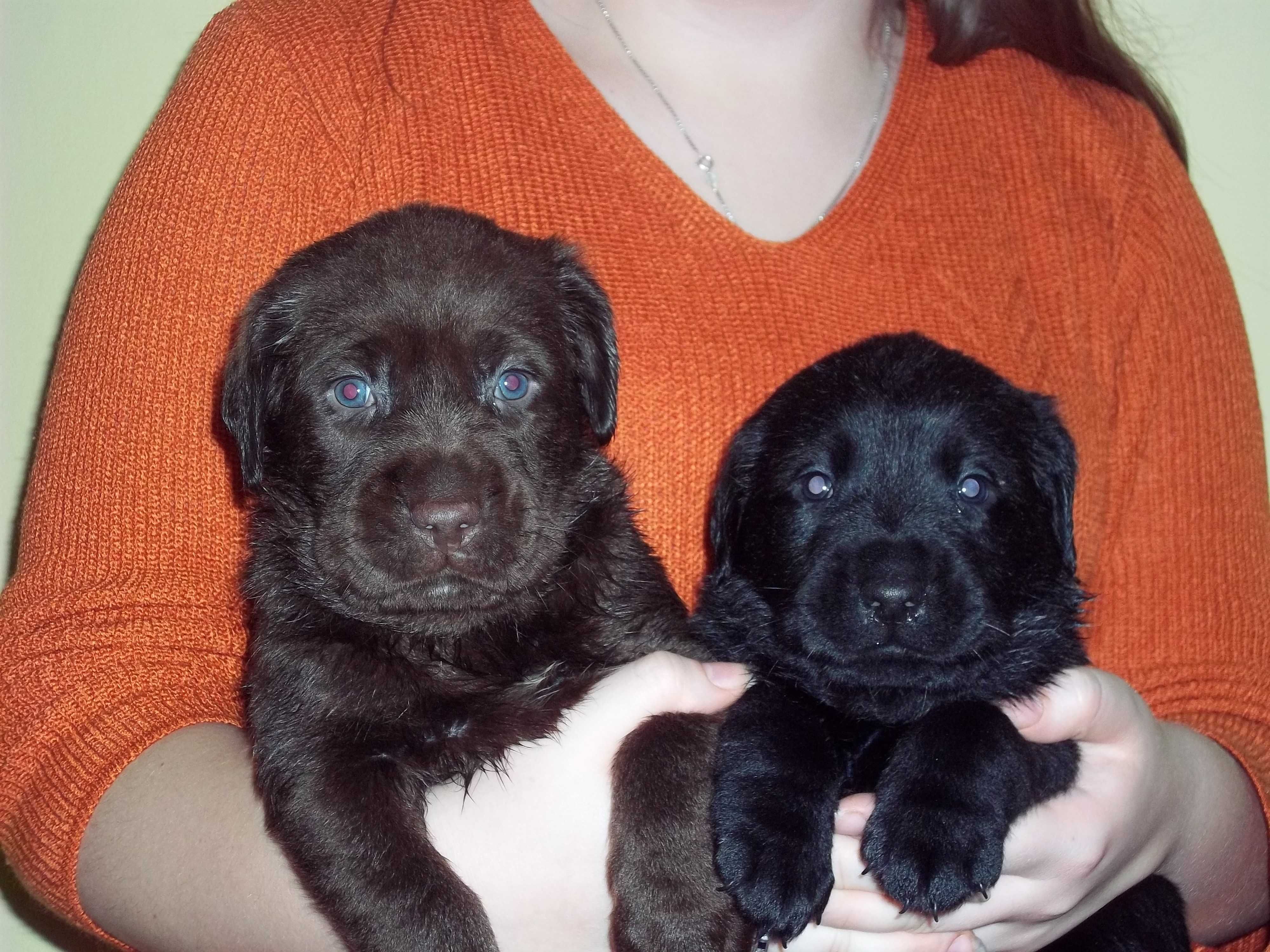 Labrador Retriever Z Rodowodem