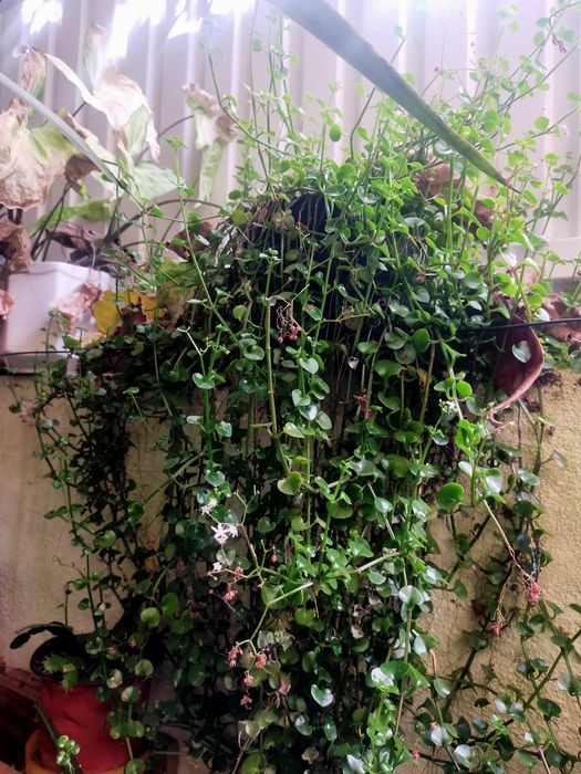 Suculenta livre sem quaisquer produtos