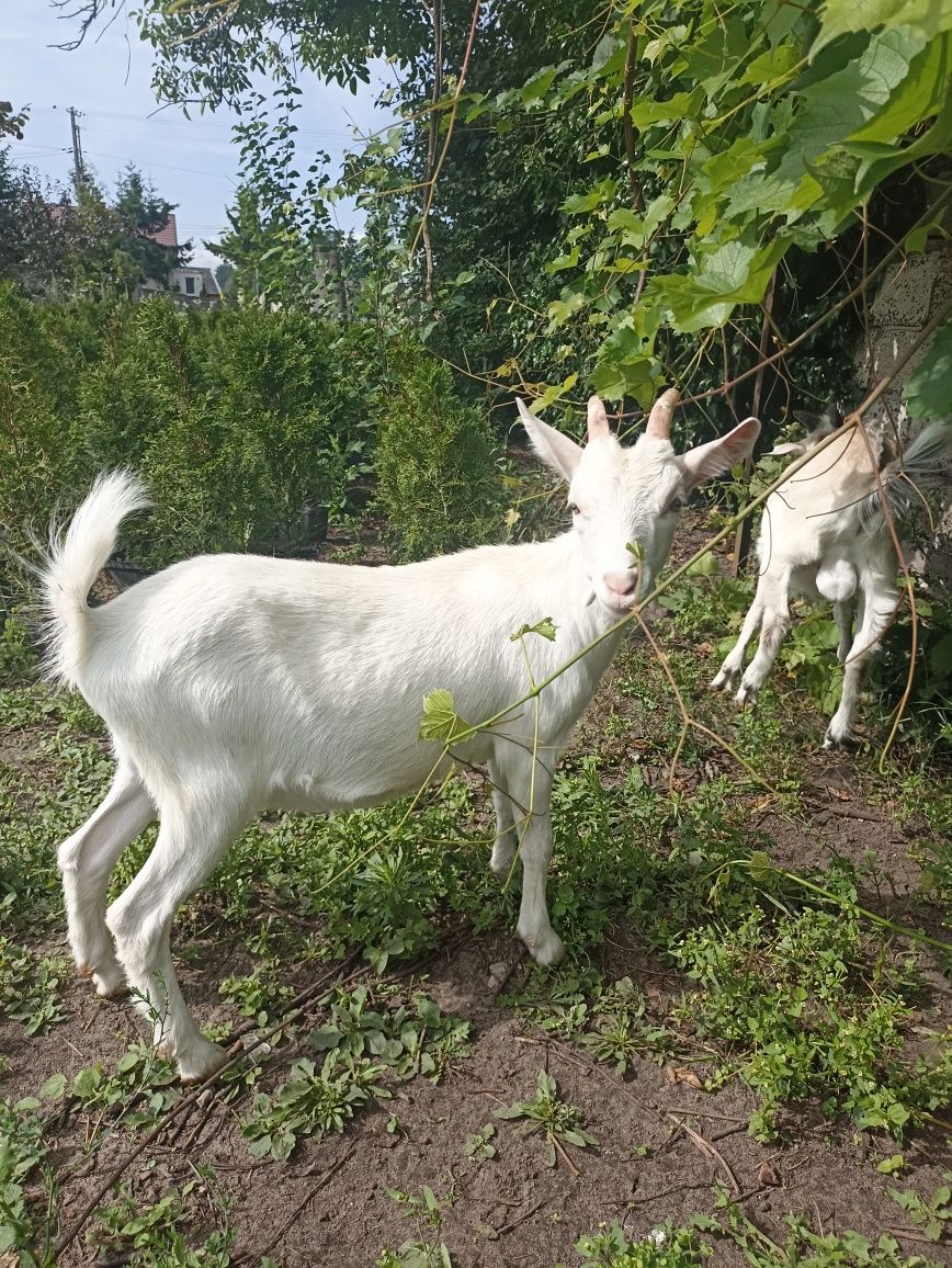 Młoda koza sanenka
