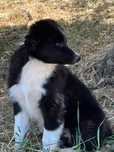 Border Collie com Pedigree