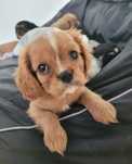 Cavalier king charles spaniel