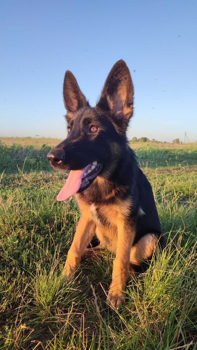 Стандартна дівчинка