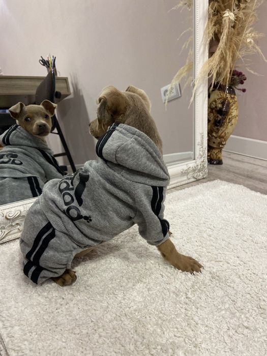 Цуценята той-терʼєра