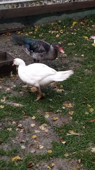 Sprzedam Kaczory francuskie