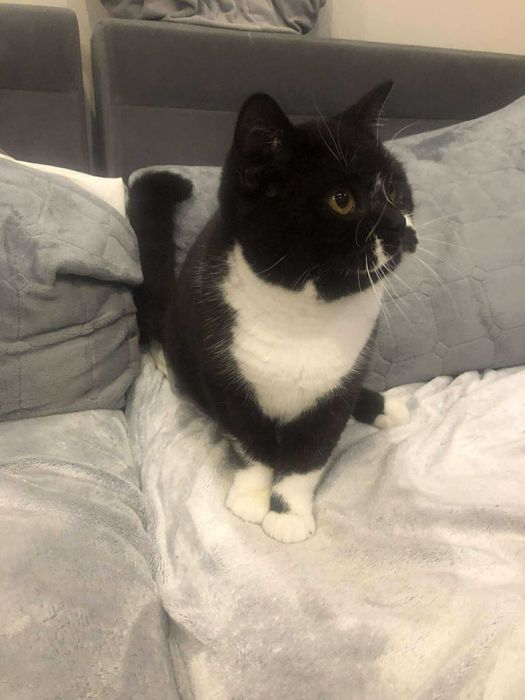 kocur brytyjski z prawdziwym rodowodem Felis Polonia