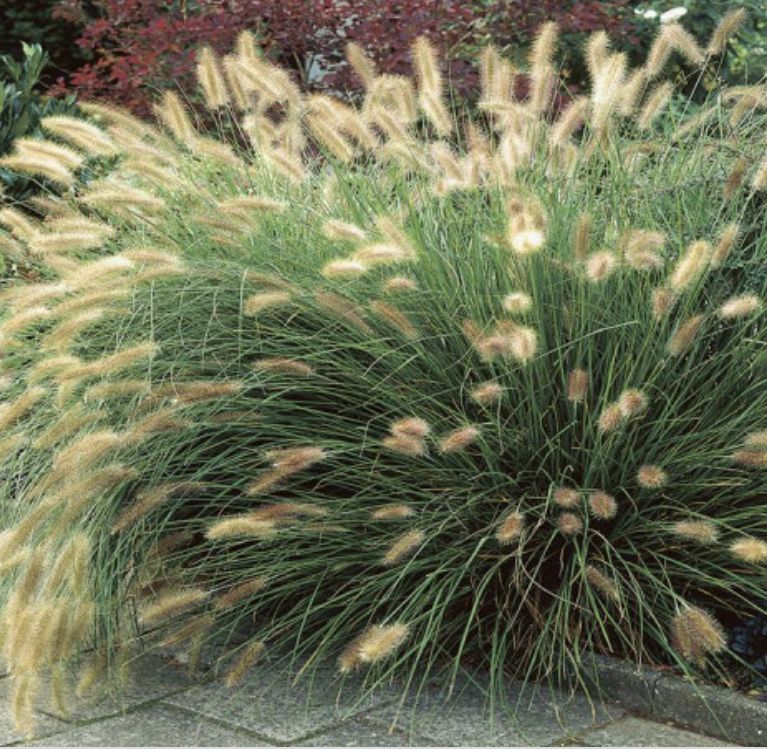 Rozplenica (Pennisetum)