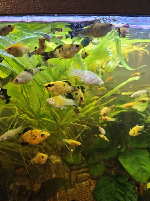 Molinezje młode podrośnięte