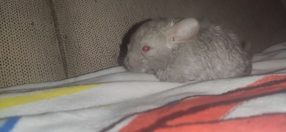 Szynszyle koloru szarego