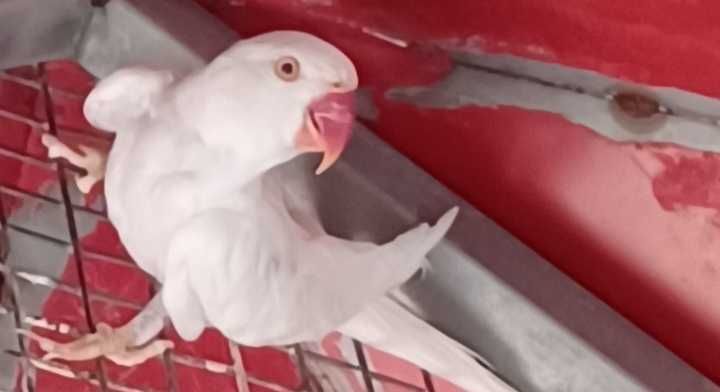 Ring necks fêmea
