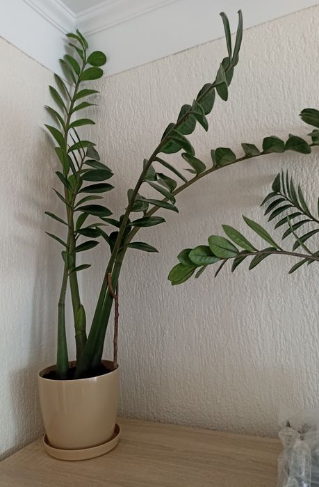 Duży zamiokulkas, 4 dojrzałe łodygi, 110cm, świeżo przesadzony