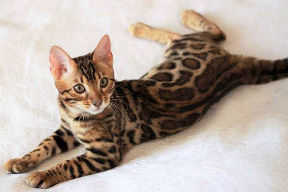 Kocurek Bengalski Do odbioru FPL /FIFE