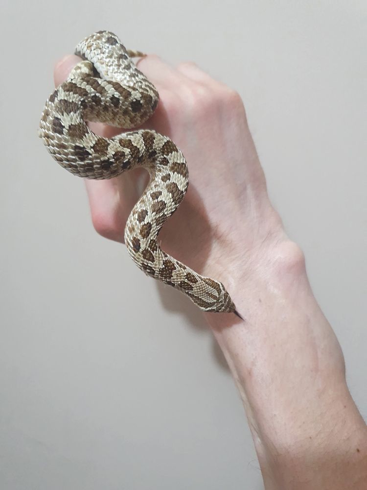 Heterodon Zachodni Classic Het Toffee