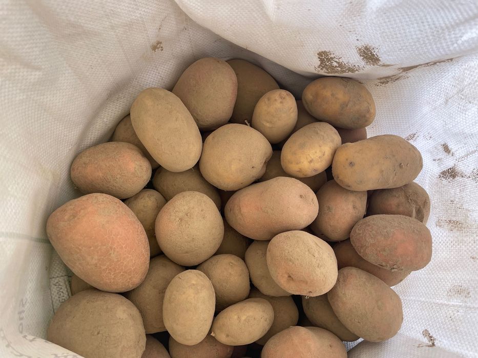 Картопля домашня дрібна на корм